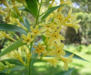 گل محبوبه شب